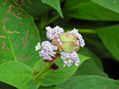 里山で玉紫陽花　２