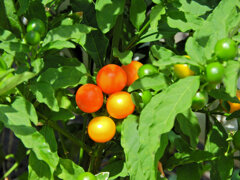 冬珊瑚の実　２