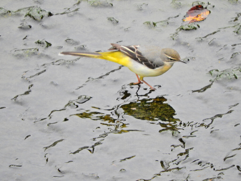 久々のキセキレイ　５