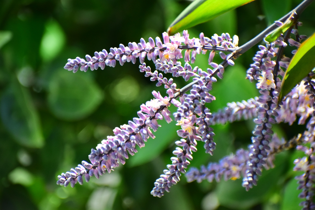 「コルディリネ・ストリクタ」（青ドラセナ）５