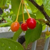雨上がりの河津桜の実　4/4
