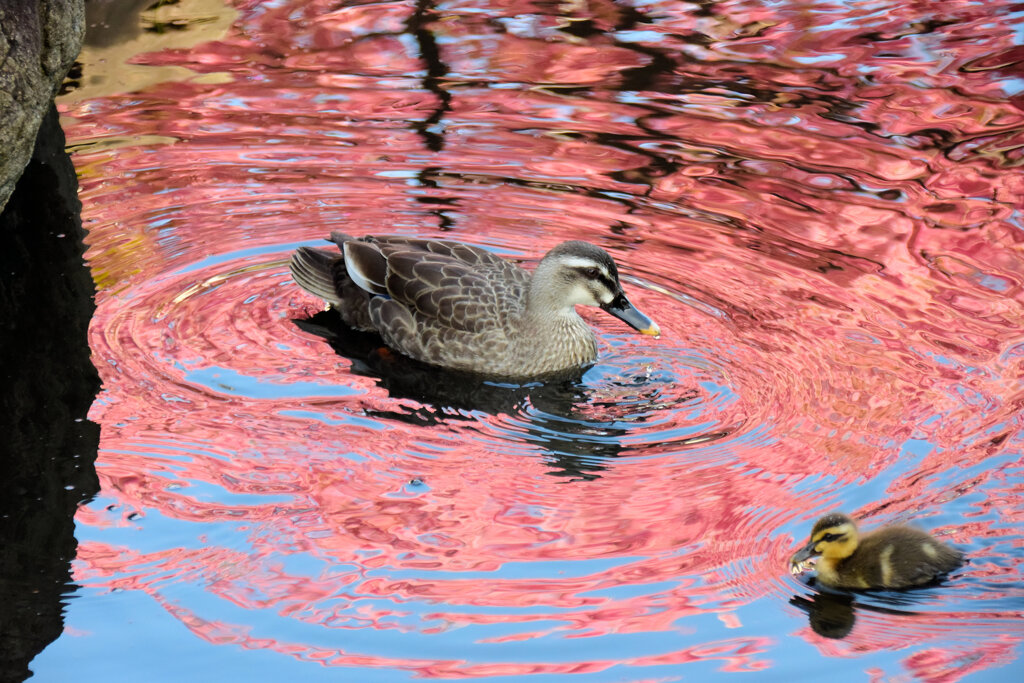 私の散歩道・・せせらぎ遊歩道　８