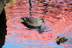私の散歩道・・せせらぎ遊歩道　８
