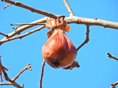 熟柿から婆柿へ・・・(￣◇￣;)　４
