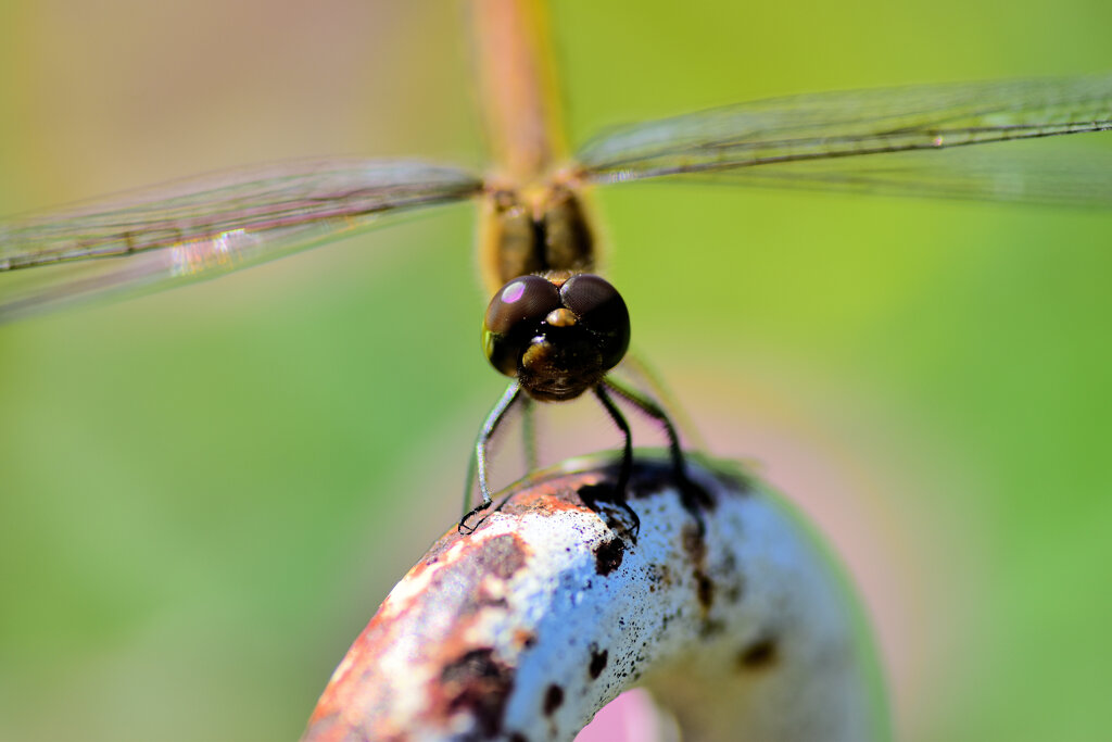 アキアカネ　２