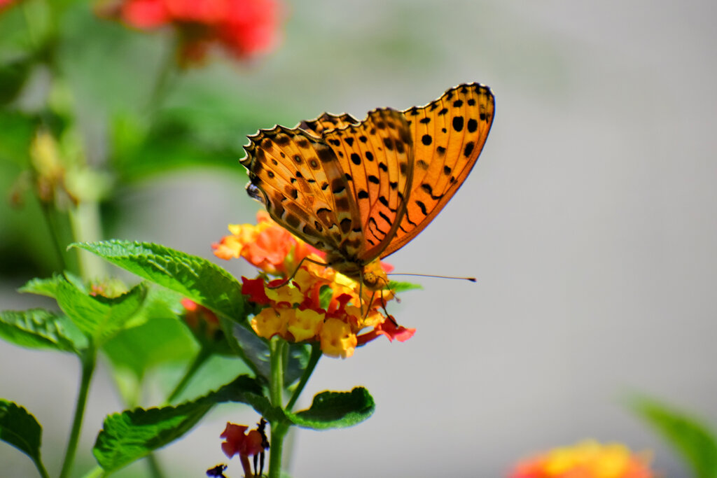 ツマグロヒョウモン　７