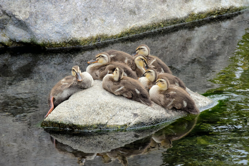 カルガモの雛ちゃん7羽　無事でした　３