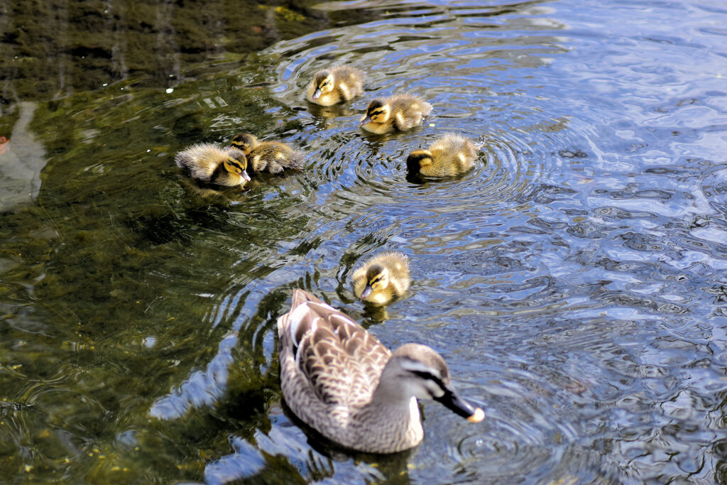 近所のせせらぎ遊歩道で今期初のカルガモの雛１０羽誕生　９