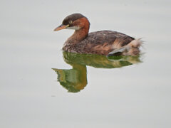 等々力緑地公園・・釣り堀池で　カイツブリ　８