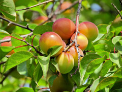 うめっすぅ　２