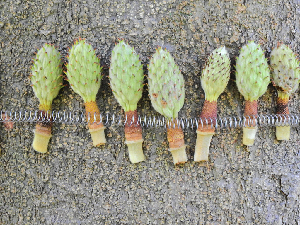 泰山木の落花・実　２