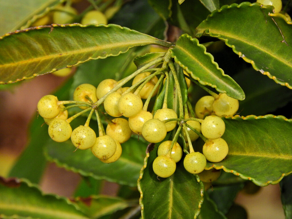 「白実の万両」 （しろみのまんりょう）　８