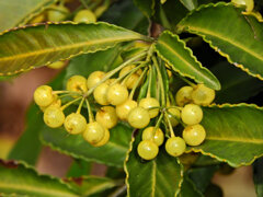 「白実の万両」 （しろみのまんりょう）　８