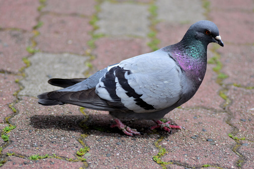 鳩の足に糸が絡んで歩きにくそうでした　^_^;　３