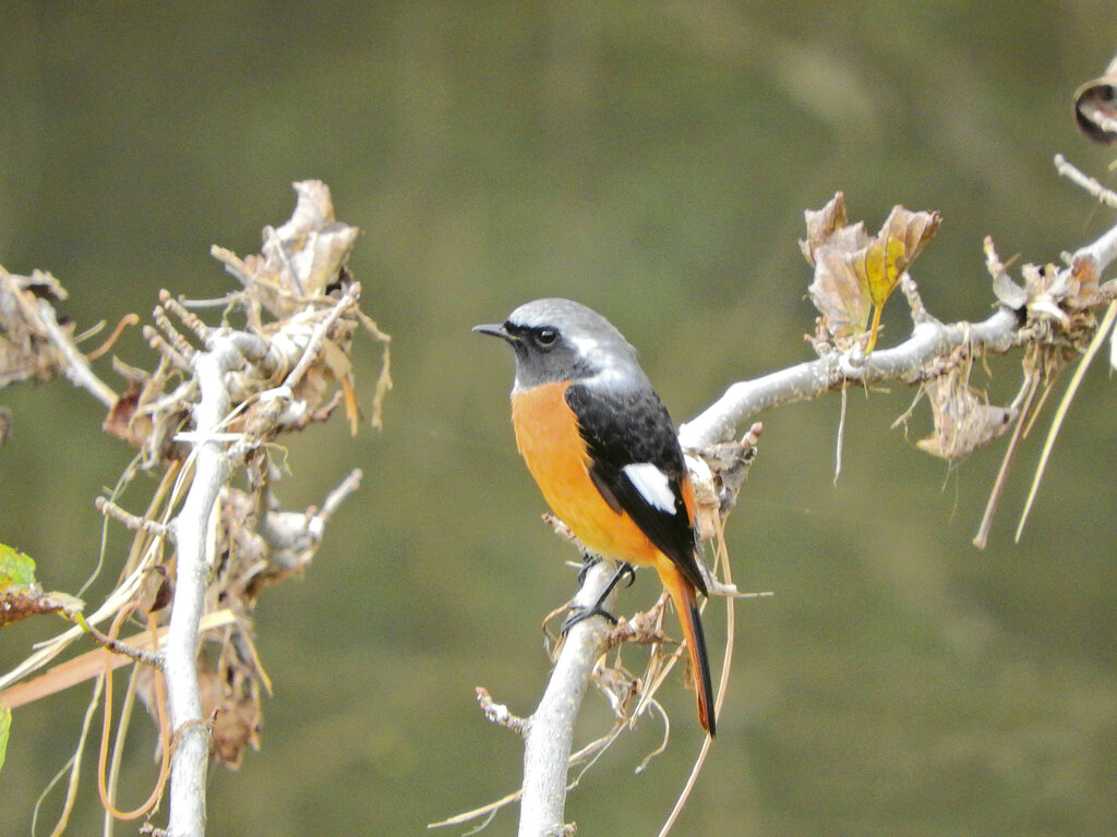 矢上川でジョウビタキ　３