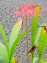 一輪の彼岸花　2/2