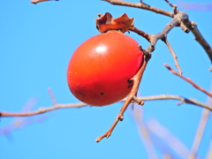 熟柿から婆柿へ・・・(￣◇￣;)　１