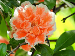 八重咲き石榴の花　７