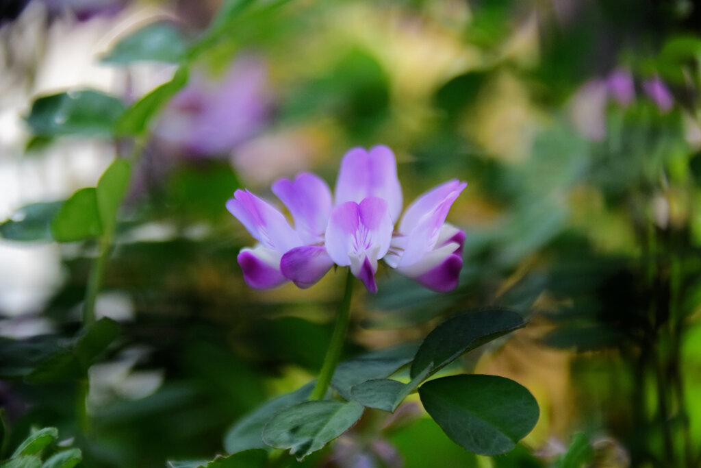 蓮華草　９