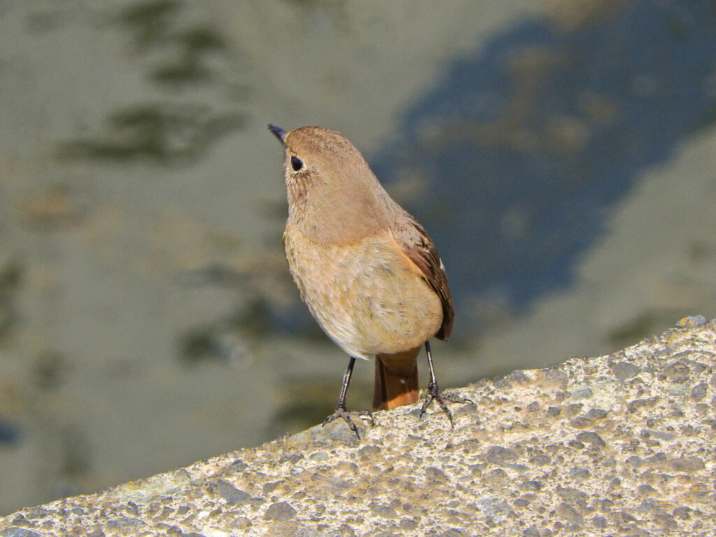 水辺でジヨビ子さん　８