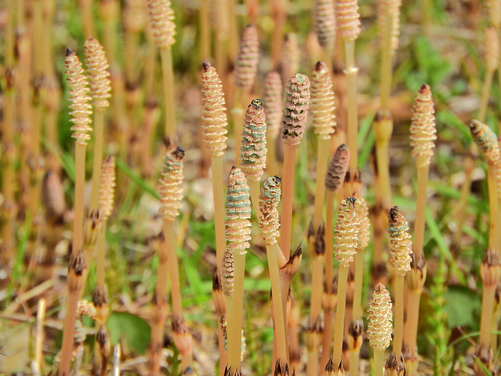 探し尽くした土筆　６