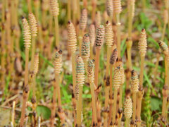 探し尽くした土筆　６