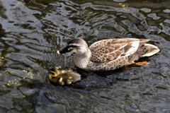 近所のせせらぎ遊歩道で今期初のカルガモの雛１０羽誕生　１０