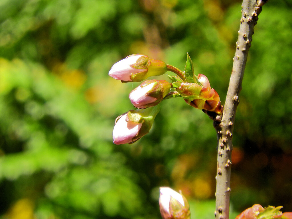 ヒマラヤ桜　蕾　５