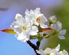 ニホンヤマナシ（日本山梨）の花　①