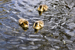 近所のせせらぎ遊歩道で今期初のカルガモの雛１０羽誕生　７