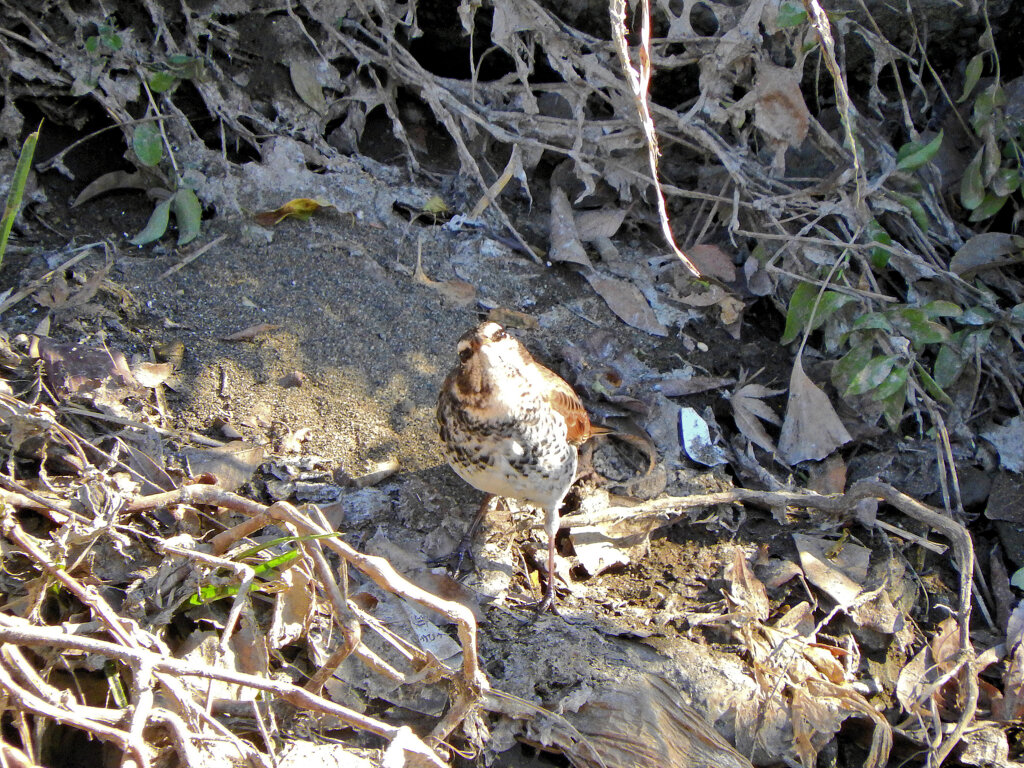 矢上川で　ツグミん♪　１