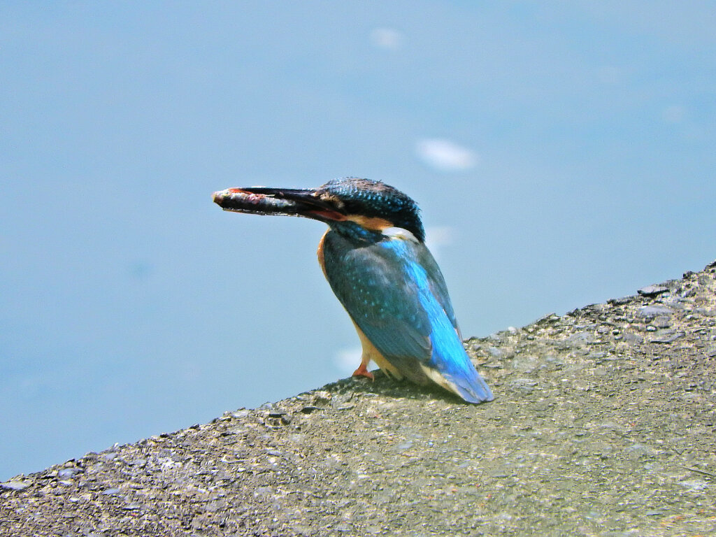 久々のカワセミさん　６