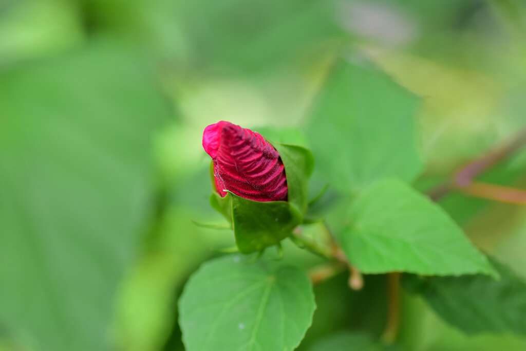 タイタンビカス　３