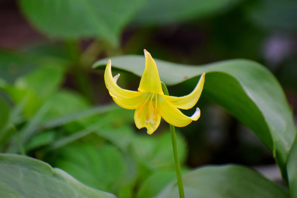 キバナカタクリ(黄花片栗)　７