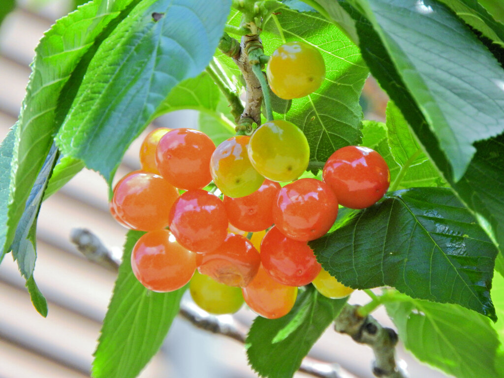 「暖地桜桃」 （だんちおうとう）実３