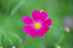 早く秋になれぇ～秋桜　６
