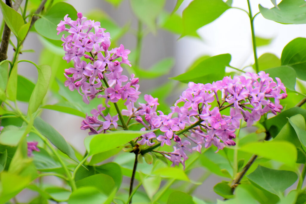 ライラック  　 リラ、紫丁香花（むらさきはしどい）