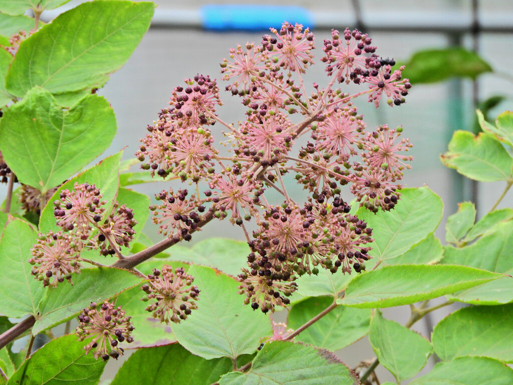 独活の花　実　３