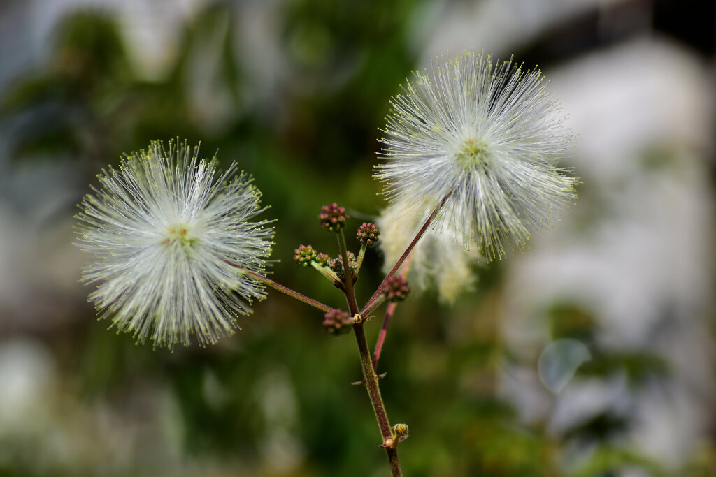 白ネムノキ　５