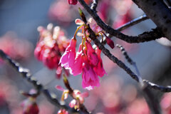 植物　寒緋桜 　（かんひざくら）  緋寒桜　（ひかんざくら）５