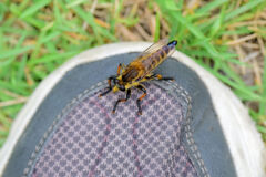 シオメアブ　４