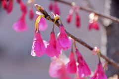 植物　寒緋桜 　（かんひざくら）  緋寒桜　（ひかんざくら）７