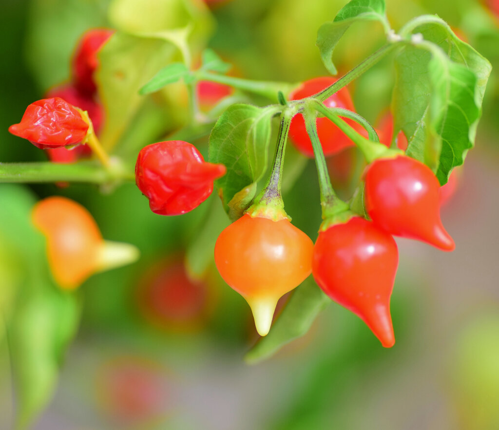 観賞用ピーマン『雫』４