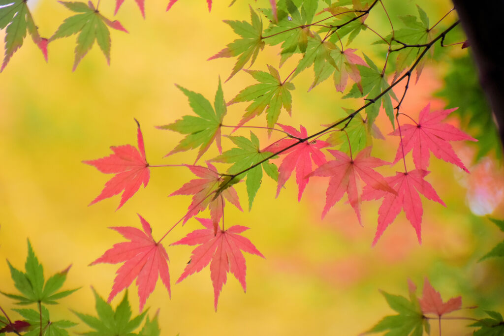 等々力緑地公園・・アリーナ脇で　紅葉　１