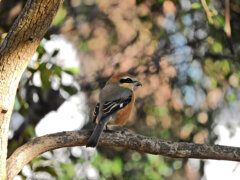 やっと出合えたモズ君４