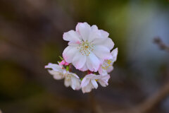 十月桜 （じゅうがつざくら）　１