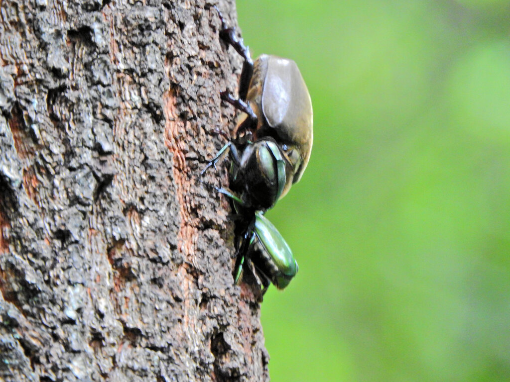 里山で椚の木にカナブンとカブト虫の雌　２