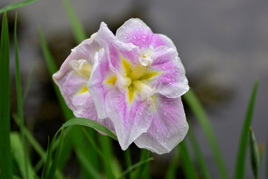 雨上がりの花菖蒲　４