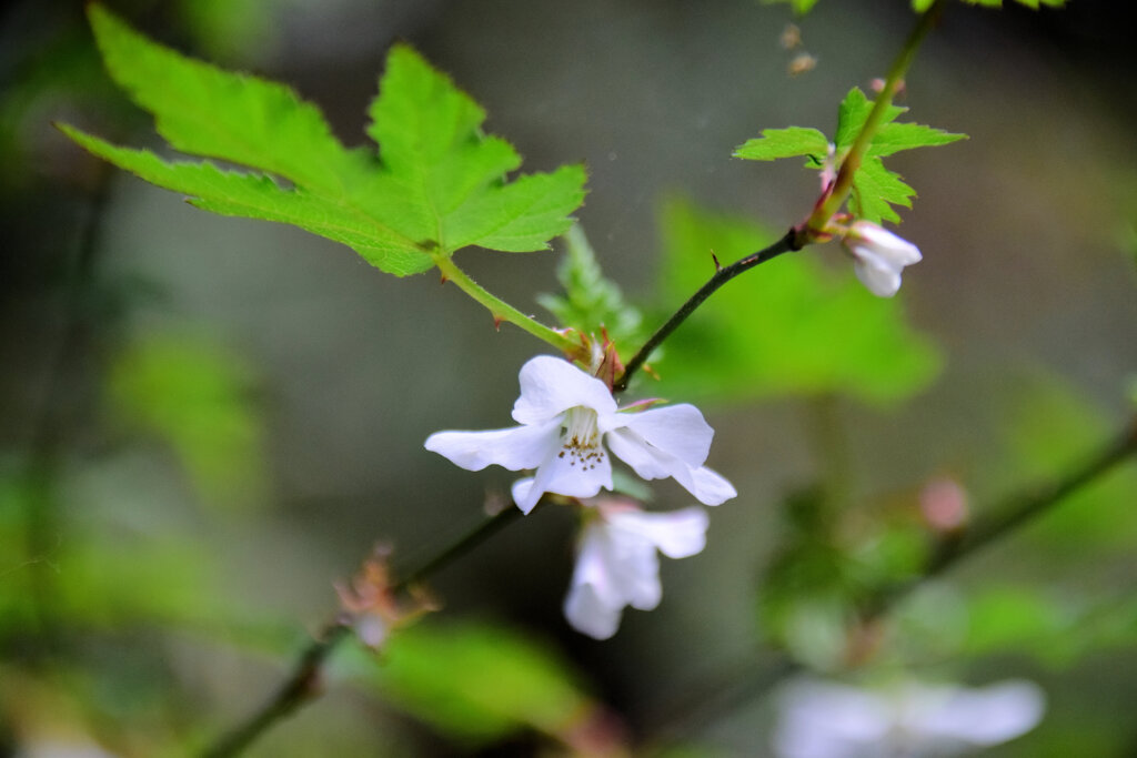 里山で　モミジイチゴの花　３