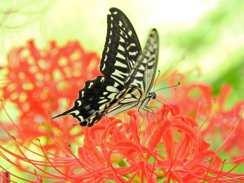 曼珠沙華に舞うナミアゲハ　６